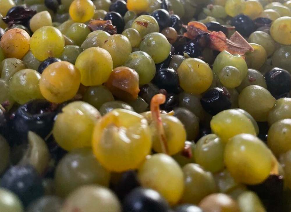 Closeup of Grapes