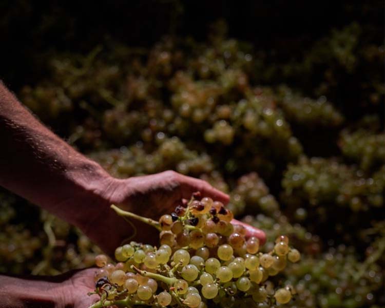 Grapes in Hand