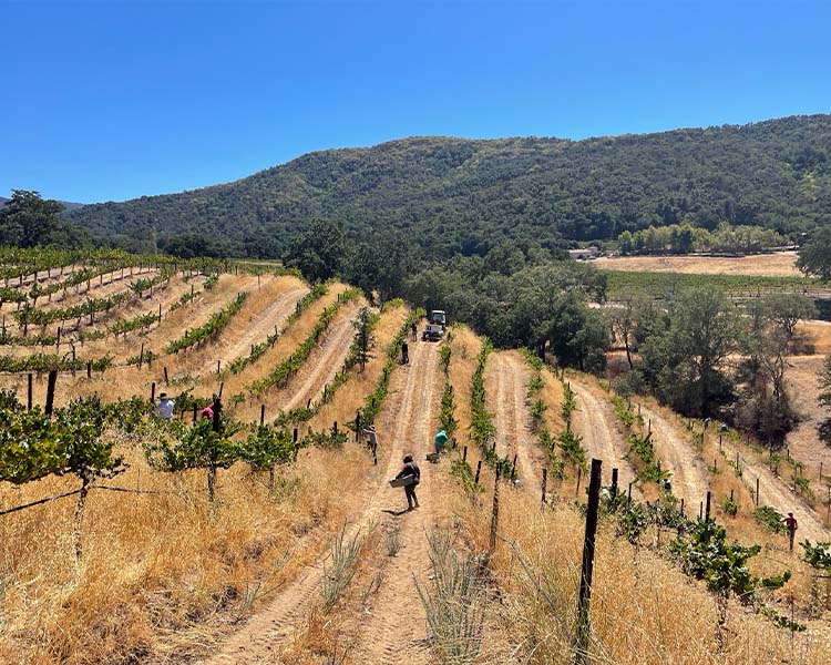 Workers in Vineyard