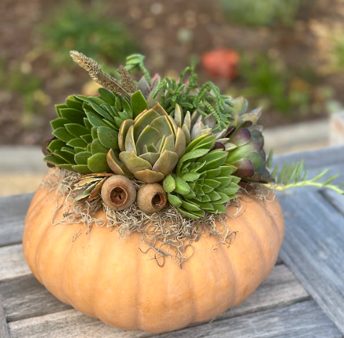 Succulent Pumpkin Workshop