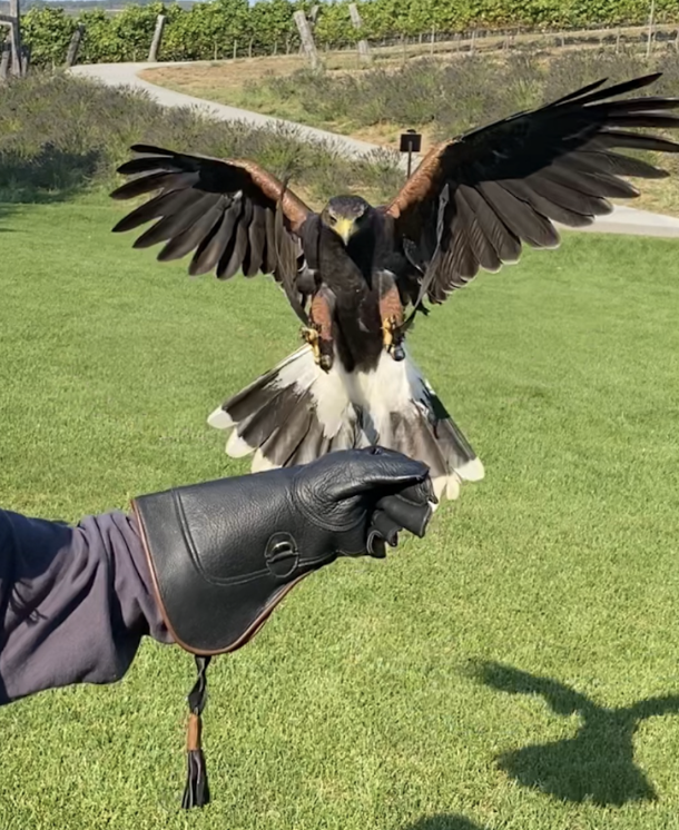 Wine Club Exclusive: An Intimate Encounter with Birds of Prey