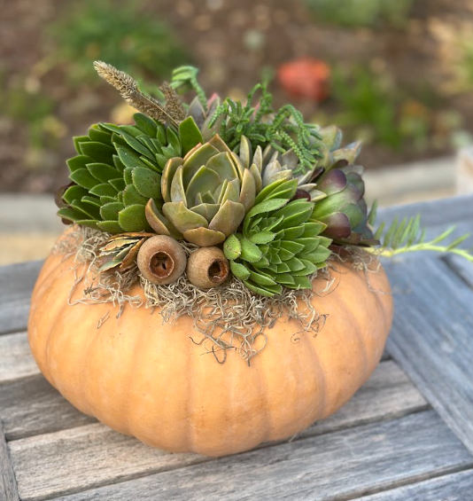 Succulent Pumpkin Workshop
